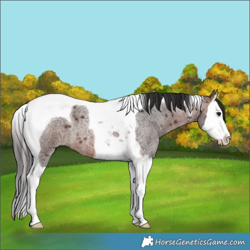 Horse Color:Brown Roan Splash Tobiano 