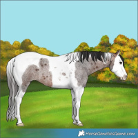 Horse Color:Brown Roan Splash Tobiano 
