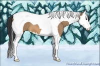 Horse Color:Bay Dun Splash Tobiano 