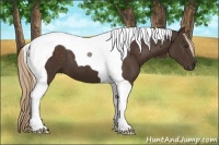 Horse Color:Liver Chestnut Tobiano 