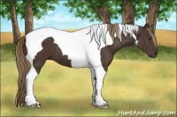 Horse Color:Liver Chestnut Tobiano 