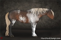 Horse Color:White Spotted Liver Chestnut Sabino 