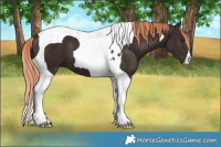Horse Color:Liver Chestnut Tobiano