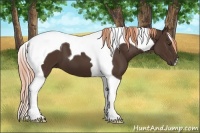 Horse Color:Liver Chestnut Tobiano 