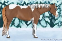 Horse Color:Chestnut Splash Tobiano