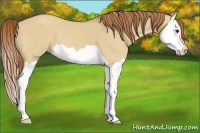 Horse Color:Red Dun Splash 