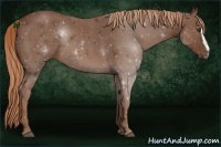 Horse Color:Chestnut Sabino Frame