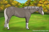 Horse Color:Silver Smoky Black Splash 