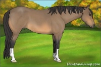 Horse Color:Buckskin Roan