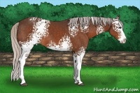 Horse Color:White Spotted Silver Bay Splash 