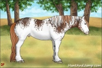 Horse Color:White Spotted Liver Chestnut 