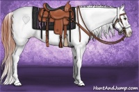 Horse Color:Bay Dun Sabino Splash Appaloosa 