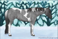 Horse Color:Smoky Blue Roan Tobiano 