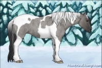 Horse Color:Grullo Roan Tobiano 