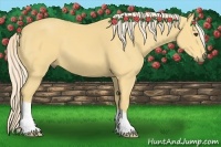 Horse Color:Palomino 