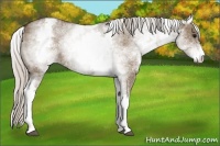 Horse Color:White Spotted Silver Grullo