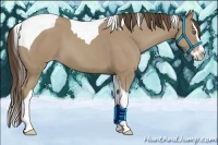 Horse Color:Classic Cream Champagne Splash Tobiano 
