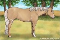 Horse Color:White Spotted Silver Classic Champagne Sabino Frame