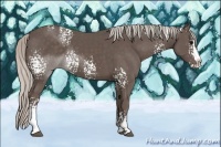 Horse Color:White Spotted Silver Black Splash 