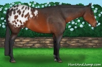 Horse Color:Brown Appaloosa