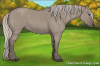 Horse Color:Silver Grullo Roan 