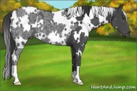 Horse Color:White Spotted Black Ice 