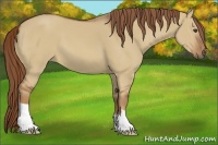 Horse Color:Red Dun 