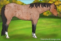 Horse Color:Bay Roan 