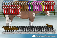 Horse Color:White Spotted Silver Black Splash Tobiano 