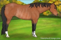 Horse Color:Unknown 