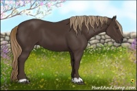 Horse Color:Liver Chestnut 