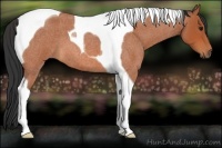Horse Color:Bay Roan Tobiano 