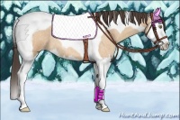 Horse Color:Amber Champagne Roan Splash Tobiano 