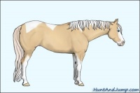 Horse Color:Silver Classic Champagne Dun Sabino Splash Tobiano 