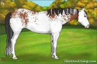 Horse Color:White Spotted Bay Splash 
