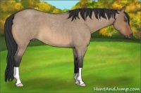 Horse Color:Bay Roan Dun