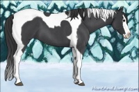 Horse Color:Blue Roan Splash Tobiano