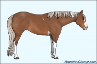 Horse Color:Silver Bay Splash Tobiano 