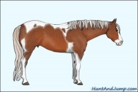 Horse Color:Silver Bay Splash Tobiano 