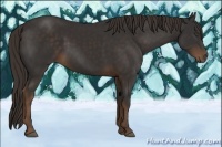 Horse Color:Liver Chestnut Frame 