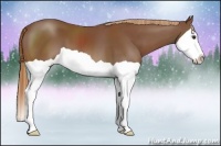 Horse Color:Chestnut Splash 