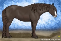 Horse Color:Liver Chestnut Splash 