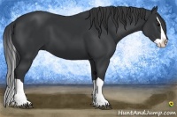 Horse Color:Black Splash