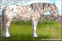 Horse Color:Bay Splash Tobiano Blanket Brindle