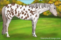 Horse Color:Chestnut Appaloosa