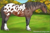 Horse Color:Bay Appaloosa