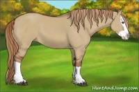 Horse Color:Red Dun Splash 