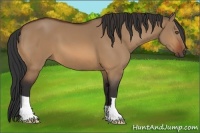 Horse Color:Bay Dun