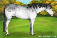Horse Color:White Spotted Black 