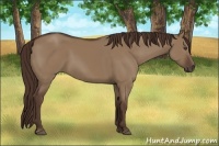 Horse Color:Liver Red Dun Sabino Frame 